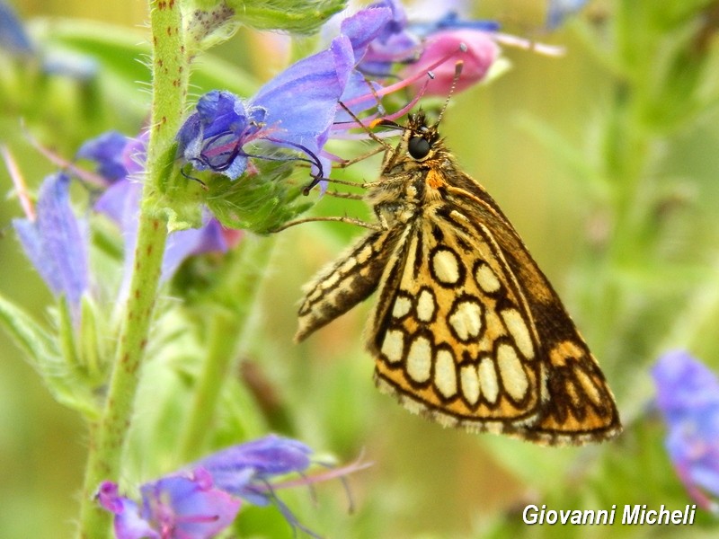 Parco del Ticino 13.6.15